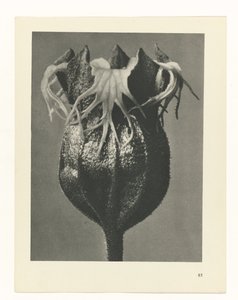 Pflanzenstudie (Urformen der Kunst) von Karl Blossfeldt