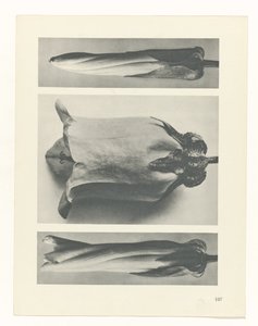 Pflanzenstudie (Urformen der Kunst) von Karl Blossfeldt