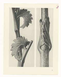 Pflanzenstudie (Urformen der Kunst) von Karl Blossfeldt