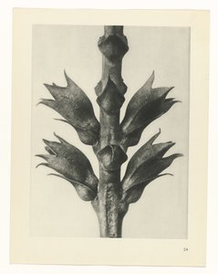 Pflanzenstudie Urformen der Kunst (Serientitel) von Karl Blossfeldt