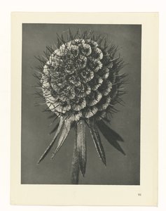 Pflanzenstudie Urformen der Kunst (Serientitel) von Karl Blossfeldt