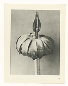 Pflanzenstudie Urformen der Kunst (Serientitel) von Karl Blossfeldt