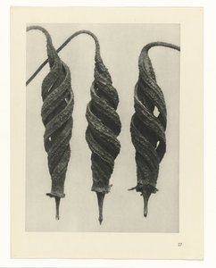Pflanzenstudie Urformen der Kunst (Serientitel) von Karl Blossfeldt