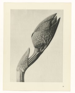 Pflanzenstudie Urformen der Kunst (Serientitel) von Karl Blossfeldt