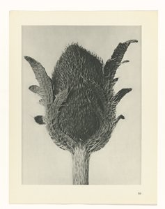 Pflanzenstudie Urformen der Kunst (Serientitel) von Karl Blossfeldt
