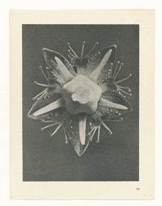 Pflanzenstudie Urformen der Kunst (Serientitel) von Karl Blossfeldt