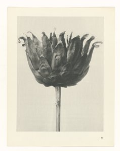 Pflanzenstudie Urformen der Kunst (Serientitel) von Karl Blossfeldt
