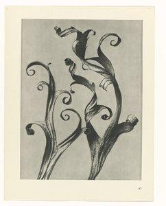 Pflanzenstudie Urformen der Kunst (Serientitel) von Karl Blossfeldt