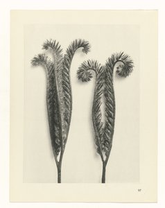 Pflanzenstudie Urformen der Kunst (Serientitel) von Karl Blossfeldt