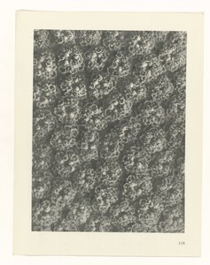 Pflanzenstudie Urformen der Kunst (Serientitel) von Karl Blossfeldt