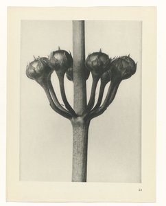 Pflanzenstudie (Urformen der Kunst) von Karl Blossfeldt