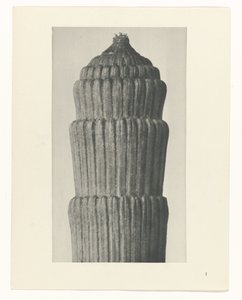 Pflanzenstudie, Equisetum hiemale Urformen der Kunst (Serientitel) von Karl Blossfeldt