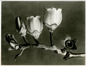 Vaccinium Corymbosum, 1929 von Karl Blossfeldt