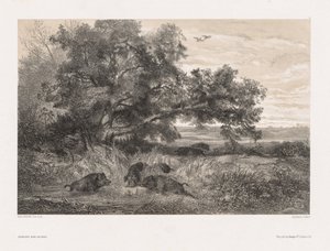 Tiere und Landschaft nach der Natur: Wildschwein in einem Teich, ca. 1850
