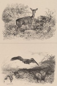 Reh, Adler von Karl Bodmer