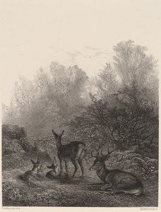 Rehe in Ruhe