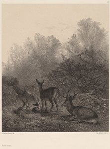 Rehe in Ruhe