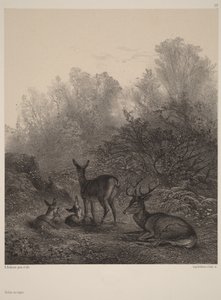 Rehe in Ruhe