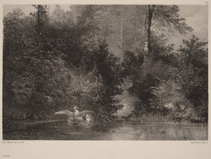 Enten von Karl Bodmer