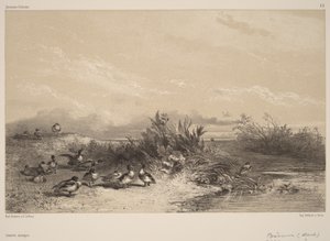  von Karl Bodmer