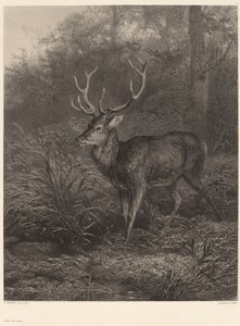 Zehnender Hirsch