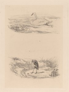 Schwan, Reiher von Karl Bodmer