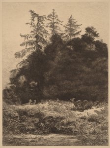Hirsche in einem Park