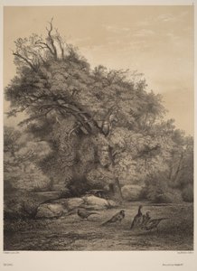 Fasane von Karl Bodmer