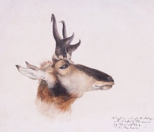Kopf einer Antilope