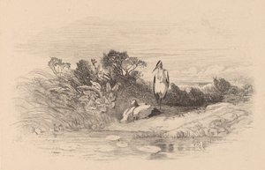 Reiher von Karl Bodmer