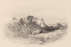 Die zwei Reiher von Karl Bodmer