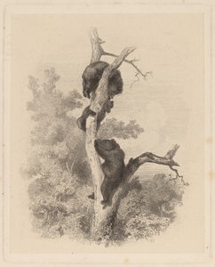 Die Bären (Les Ours) von Karl Bodmer