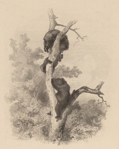 Les Ours Die Bären, 1858-1874