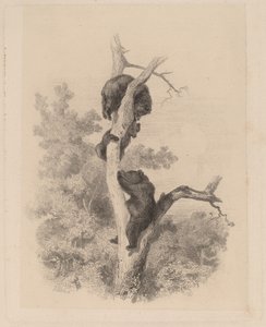 Die Bären von Karl Bodmer