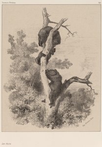 Die Bären