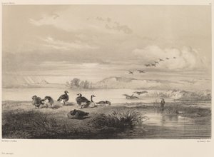 Wilde Gänse von Karl Bodmer