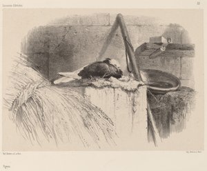 Taube von Karl Bodmer