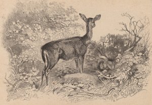 Ein Reh von Karl Bodmer