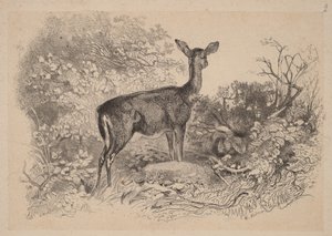  von Karl Bodmer