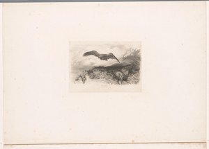 Fliegender Adler von Karl Bodmer