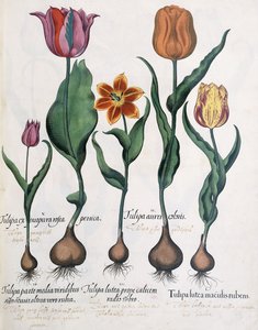 Tulpenarten, 1613