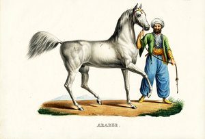 Arabisches Pferd, 1824