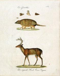 Gürteltier und Virginia-Hirsch