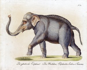 Asiatischer Elefant (Weiblich) von Karl Joseph Brodtmann