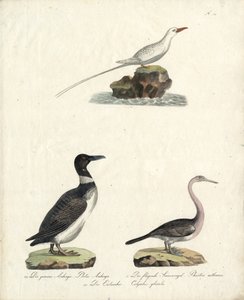 Auk, Fliegender Sonnenvogel und Nördlicher Taucher von Karl Joseph Brodtmann