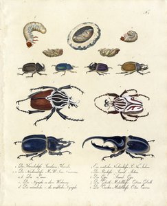 Käfersammlung mit Entwicklungsstadien (Druck) von Karl Joseph Brodtmann