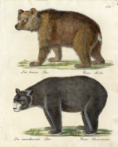 Braunbär und Amerikanischer Bär