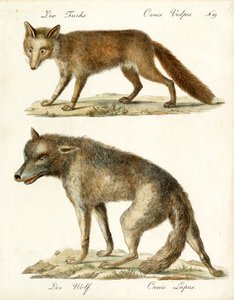 Fuchs und Wolf von Karl Joseph Brodtmann