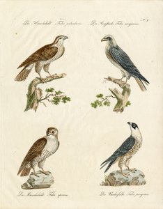 Habicht und Turmfalke von Karl Joseph Brodtmann
