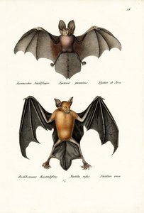Hohlgesichtsfledermaus, 1824